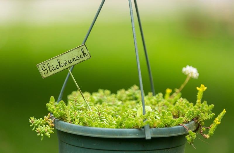 Hanging Herb Planter