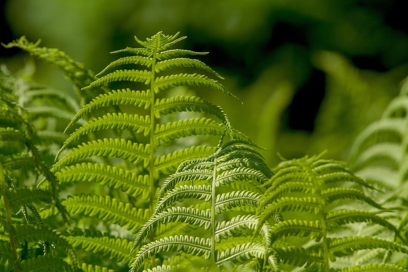 Shade-Loving Plants